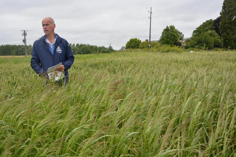 Christian Walravens benadrukte in het wintertarweperceel het belang van het herbicide Axial in de strijd tegen onkruiden.