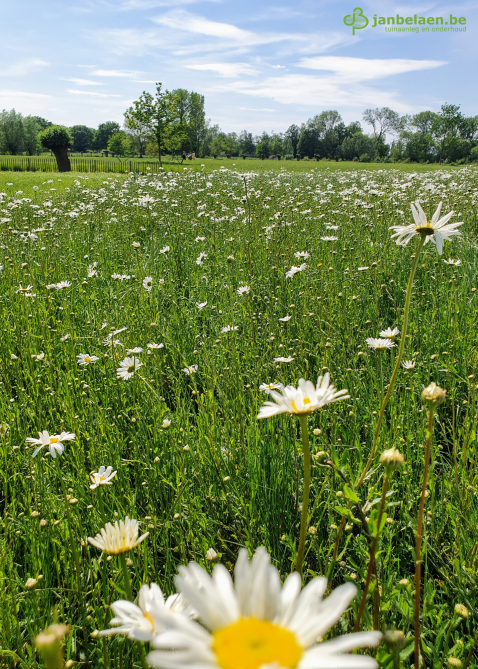 De laatste jaren is er een trend naar een biodiverse tuin in plaats van een strak gazon.