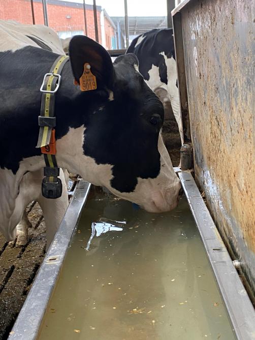 Als een koe geen water drinkt, zal ze geen melk geven.