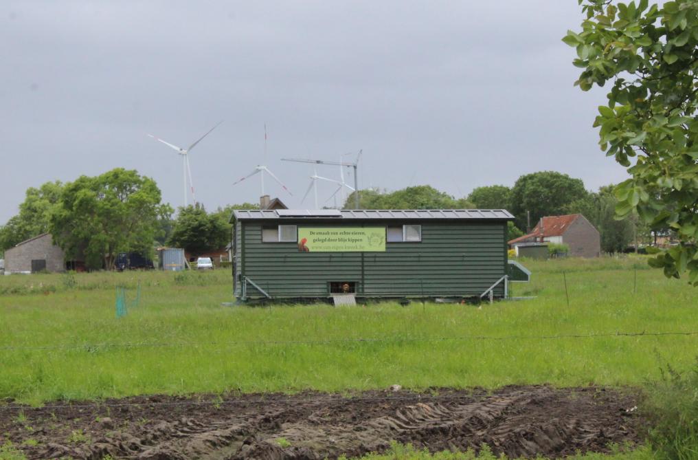 De kippen zitten in een mobiele kippenstal.