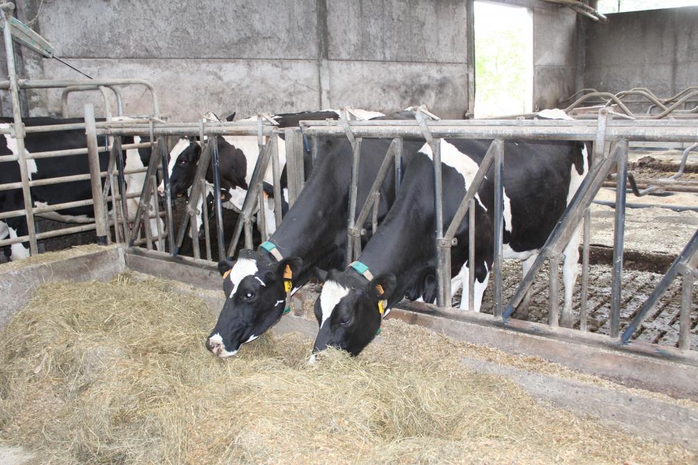 Voor de 60 melkkoeien houdt Benny vast aan het Holstein-ras.