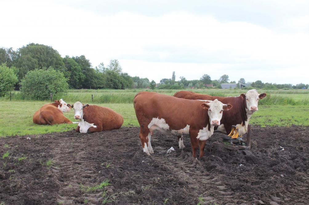 De zowat 50 vleesrunderen zijn van het Hereford-ras.