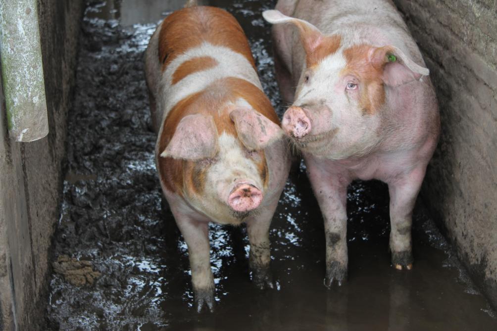 De varkens zijn een kruising van Duroc, Belgisch landras en Fins landras.