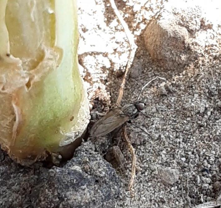 Sterke koolvliegschade aan de plantvoet.