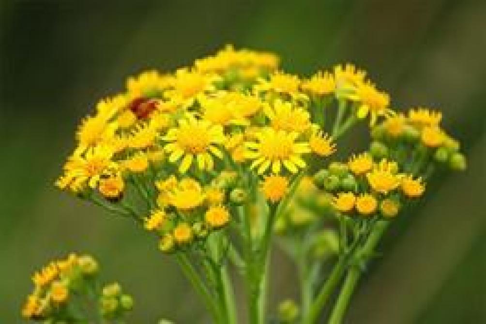 In het tweede levensjaar is de plant makkelijker te herkennen dankzij de bloemvorming.