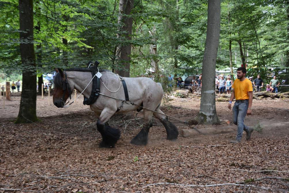 Op stand 29 is er een wedstrijd in het wegslepen van boomstammen met trekpaarden.