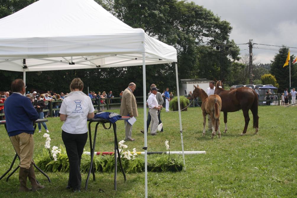 De graspiste beschikt zelfs bij regen over een bodem waar merries en veulens zich optimaal kunnen tonen.