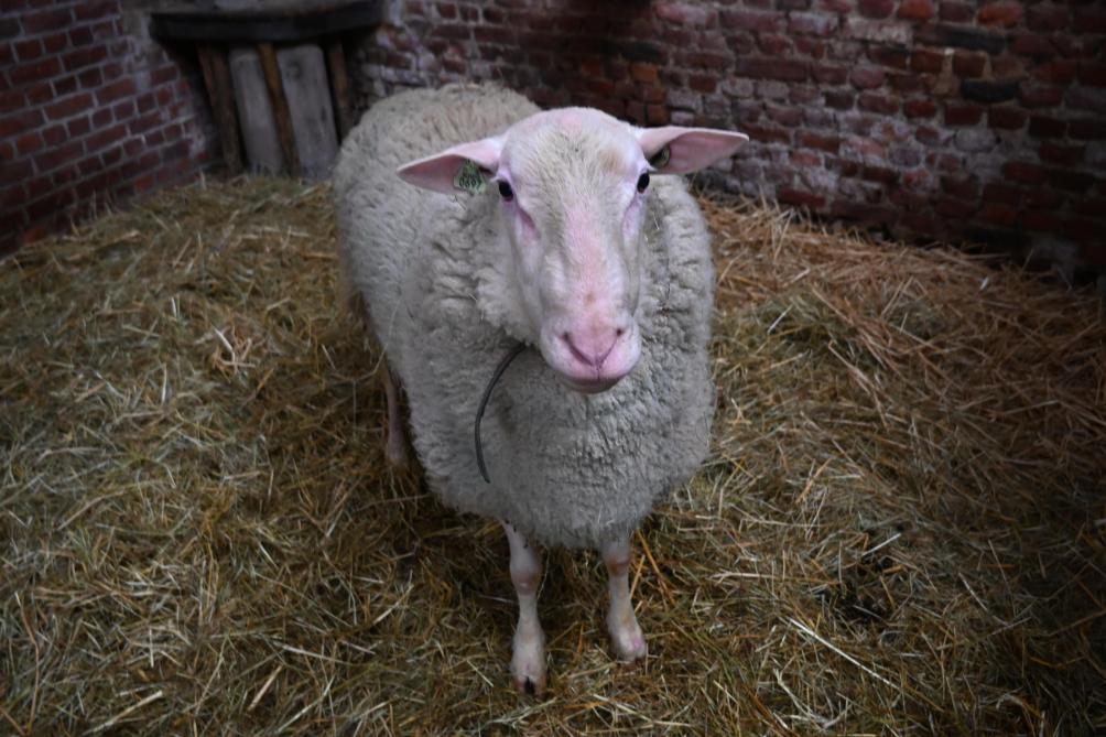 Peter, 3 jaar oud, is de ram waarmee gefokt wordt. De schapenhoudster denkt eraan om nog een tweede ram te nemen om niet in inteelt te vervallen...