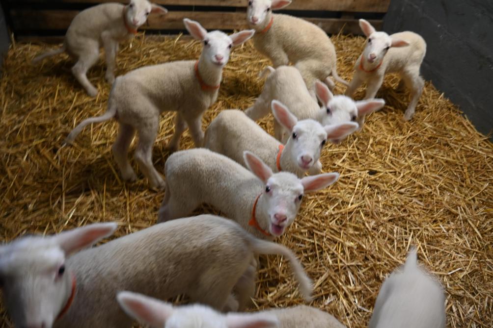 De lammeren van het Belgische melkschaap worden in de maand februari geboren.