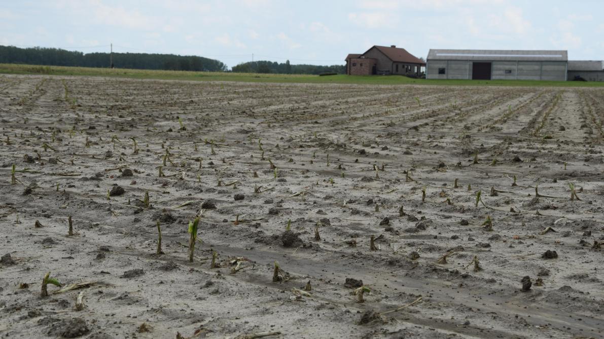 Nog een zwaar of totaal beschadigd maïsperceel door de hagel.