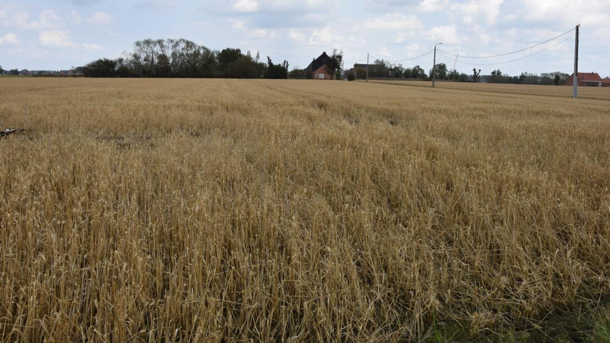 De hagelbui zorgde ervoor dat 80 à 90 % van de tarwekorrels op de grond ligt.