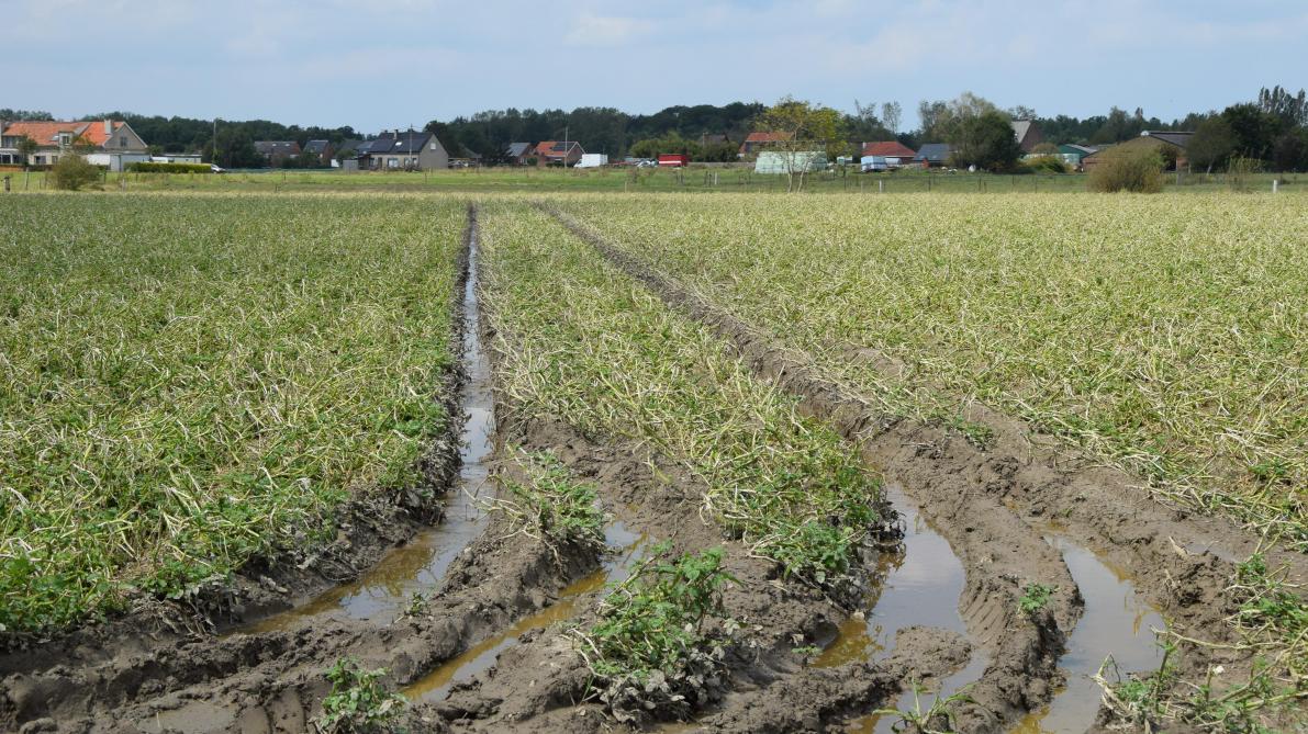 Een hagelbui bracht zware schade toe aan dit aardappelperceel.
