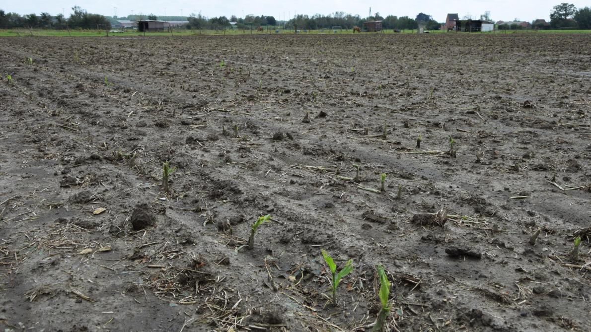 Er resten amper enkele maïsplanten na de allesvernietigende hagel op dit perceel.