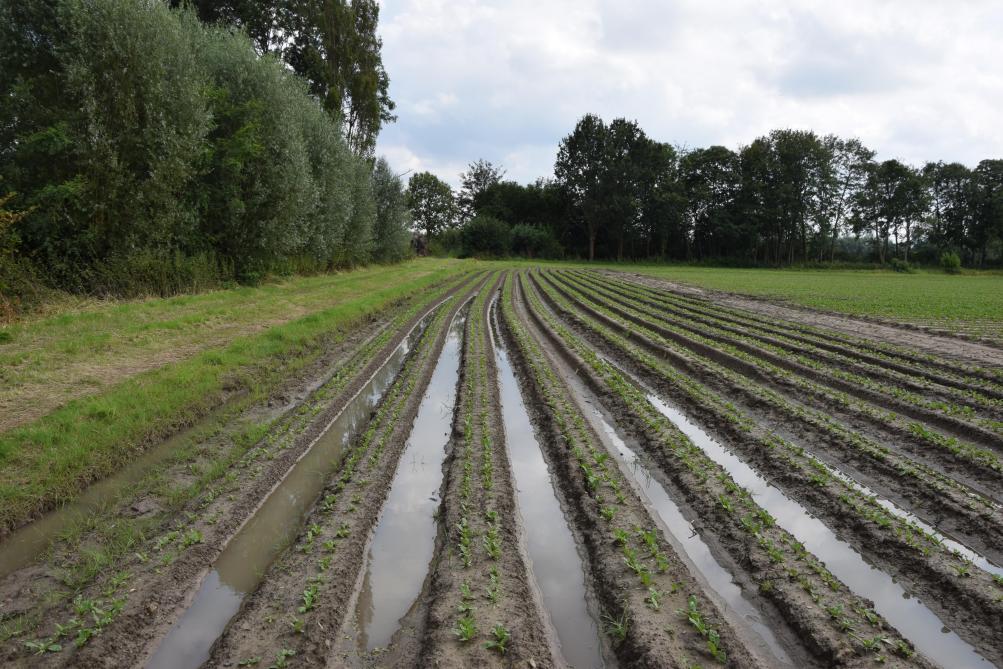 In witloof- en spruitkoolteelt is er indirecte schade, waarvan de impact nog af te wachten valt.