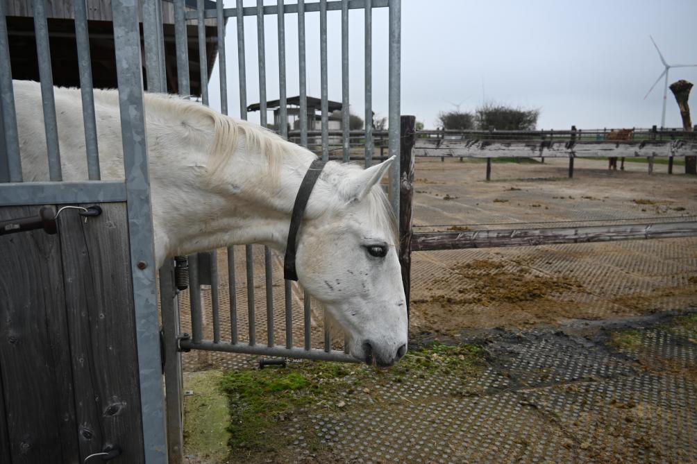 De transponder wordt op de nek van het paard geplaatst.