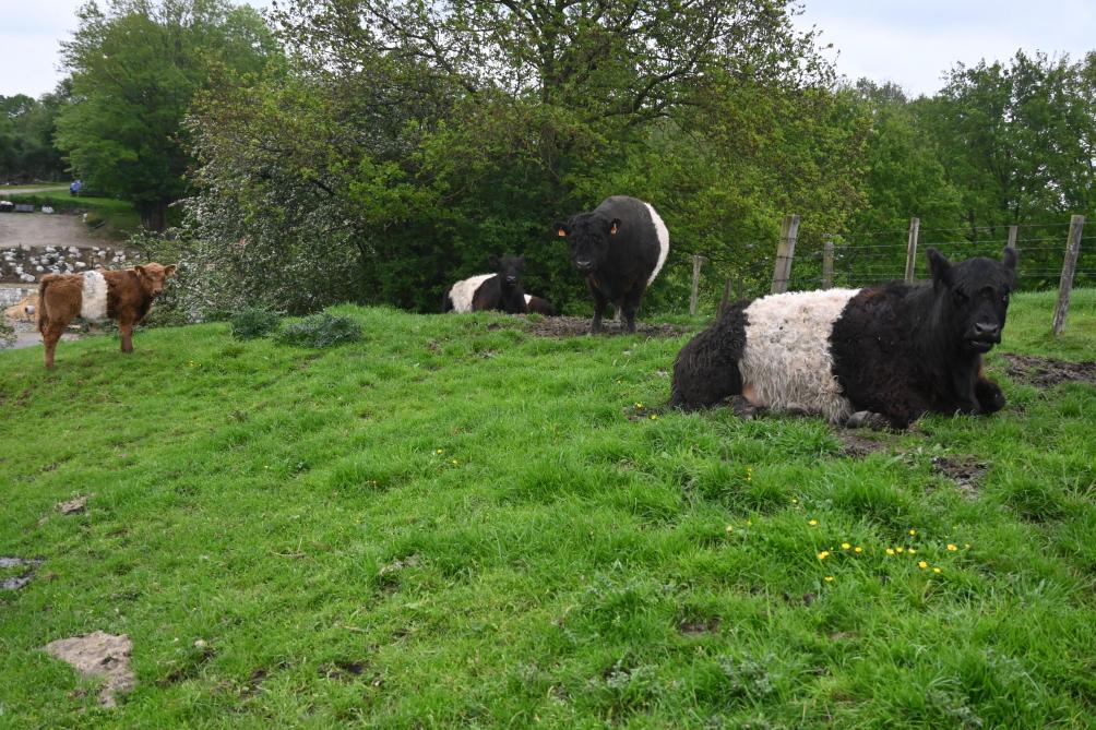 De ‘Belted Galloways’ hebben alleen maar vlekken op hun buik.