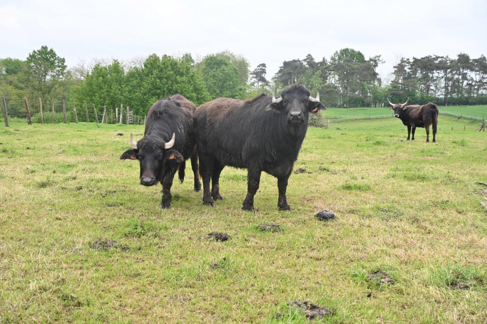 De buffelkoeien zijn bekender in Italie voor de productie van mozarella. De boerderij heeft geen stieren, ze houden deze koeien gewoon voor het plezier.