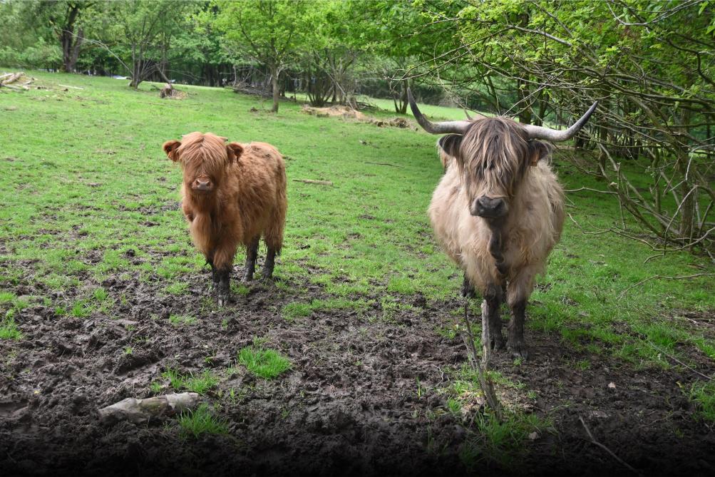 De Highland-koe is het ras dat het meest aanwezig is op de boerderij.
