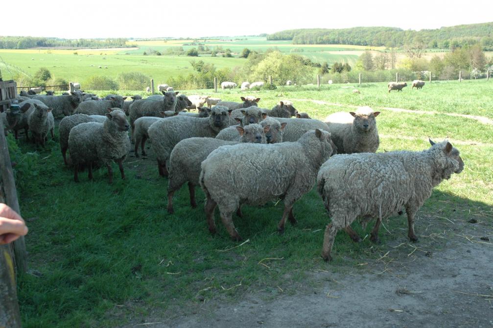Als veehouder voorzie je best schaduw op de weide voor je kleine herkauwers.