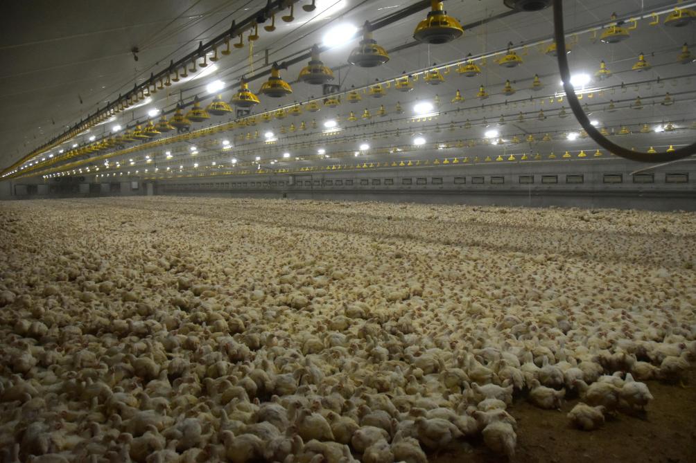 Bij een hogere omgevingstemperatuur is er meer sterfte, vooral bij vleeskippen.