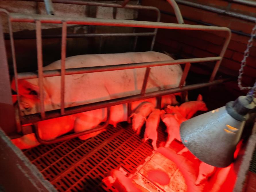 Als de temperatuur in de kraamstal te hoog wordt, schakel dan de vloerverwarming en/of warmtelampen sneller uit.
