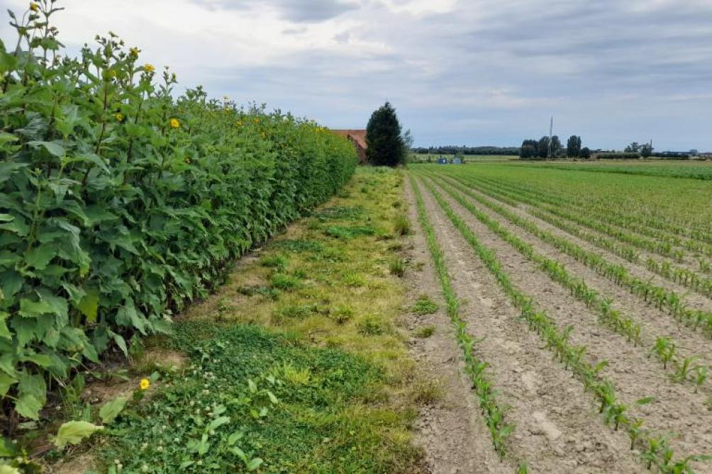 De gewasstand van de meerjarige zonnekroon op 9 juli op het proefperceel, ten opzichte van mais die pas laat ingezaaid kon worden.