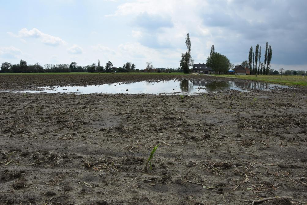 De teelt op dit perceel werd grotendeels vernietigd door hagel door het onweer op 9 juli.