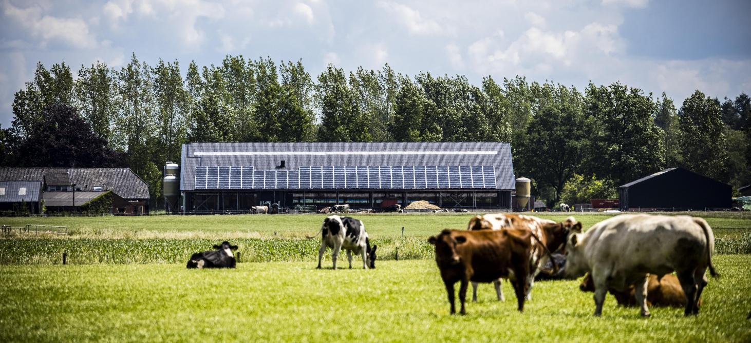 Over hoe snel het stikstofakkoord moet worden omgegooid, is nog geen consensus.