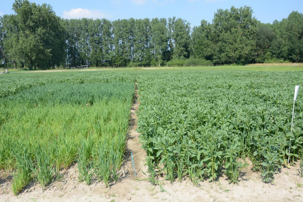 Links zuivere haver, rechts de mengteelt zomerveldbonen-haver. Deze laatste haver is veel donkerder en kwaliteitsvoller, met minder bemesting.