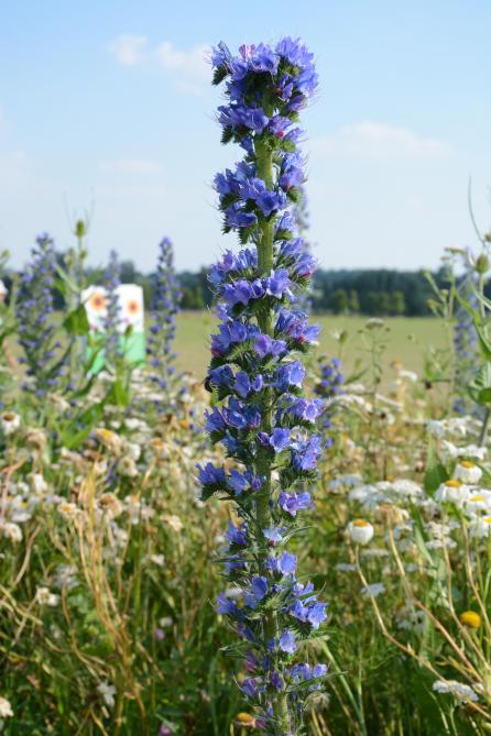 Rond de proefhoeve in Bottelare lag er een bloemenrand aan met onder meer dit slangenkruid, margriet en kaardenbol.