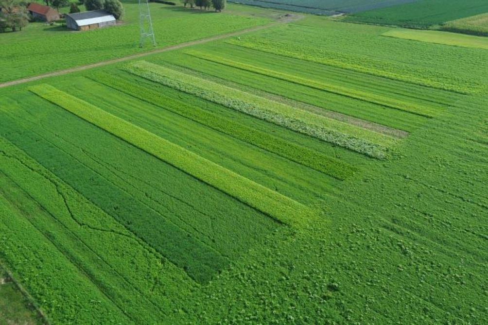Inagro legt dit jaar samen met het Agentschap Landbouw&Visserij een demoveld groenbedekkers aan in de regio Veurne.