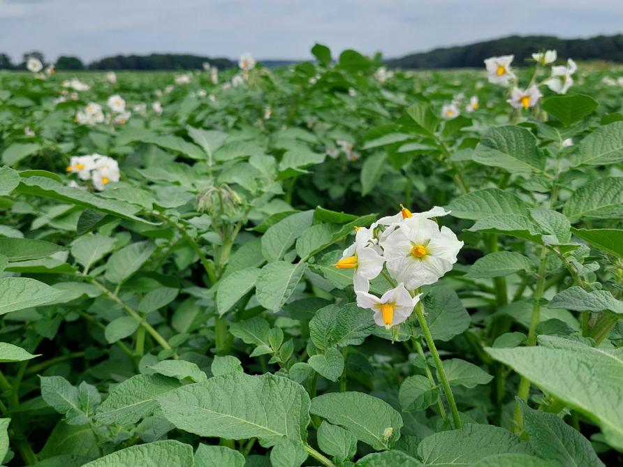 Begin augustus zijn er nog her en der bloeiende  aardappelvelden te zien.