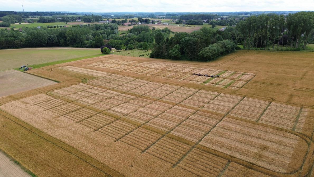 Luchtbeeld van een van de LCG-proeflocaties wintergerst. Er werden het afgelopen seizoen 20 gerstrassen beproefd.