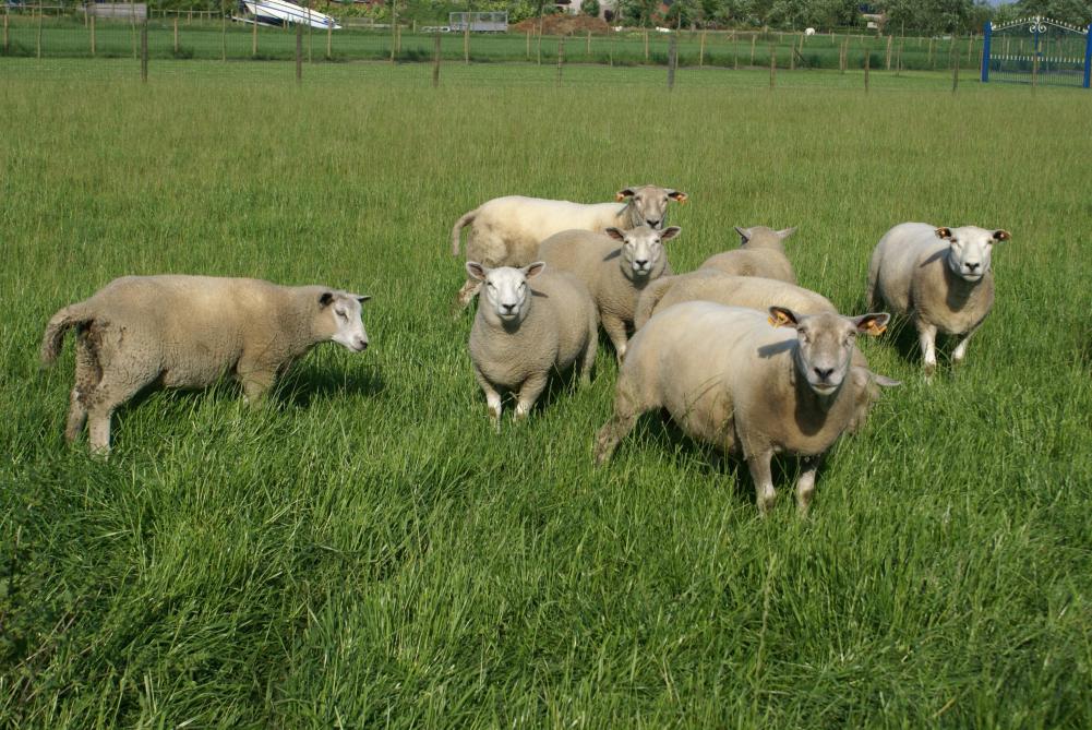 Rendac roept eigenaars van dode dieren op om de kadavers op een goed bereikbare en duidelijk aangegeven locatie te leggen.