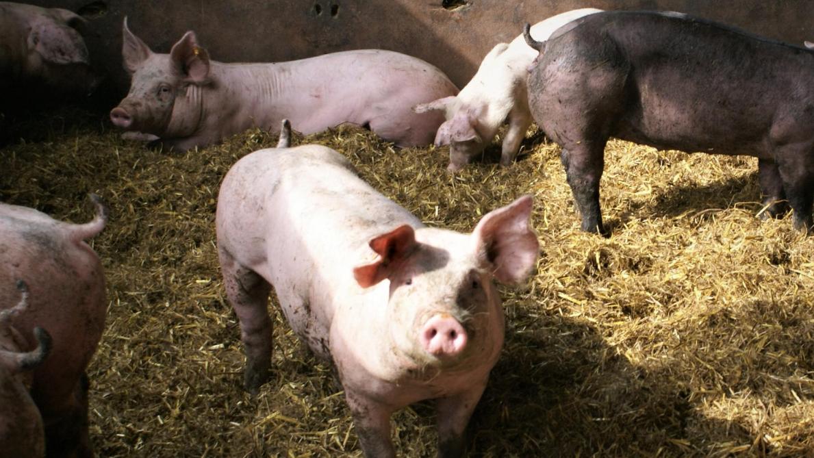 Het aantal varkensbedrijven daalde in 2023 met liefst 8,1% (-7,4% in Vlaanderen, -11,6% in Wallonië).