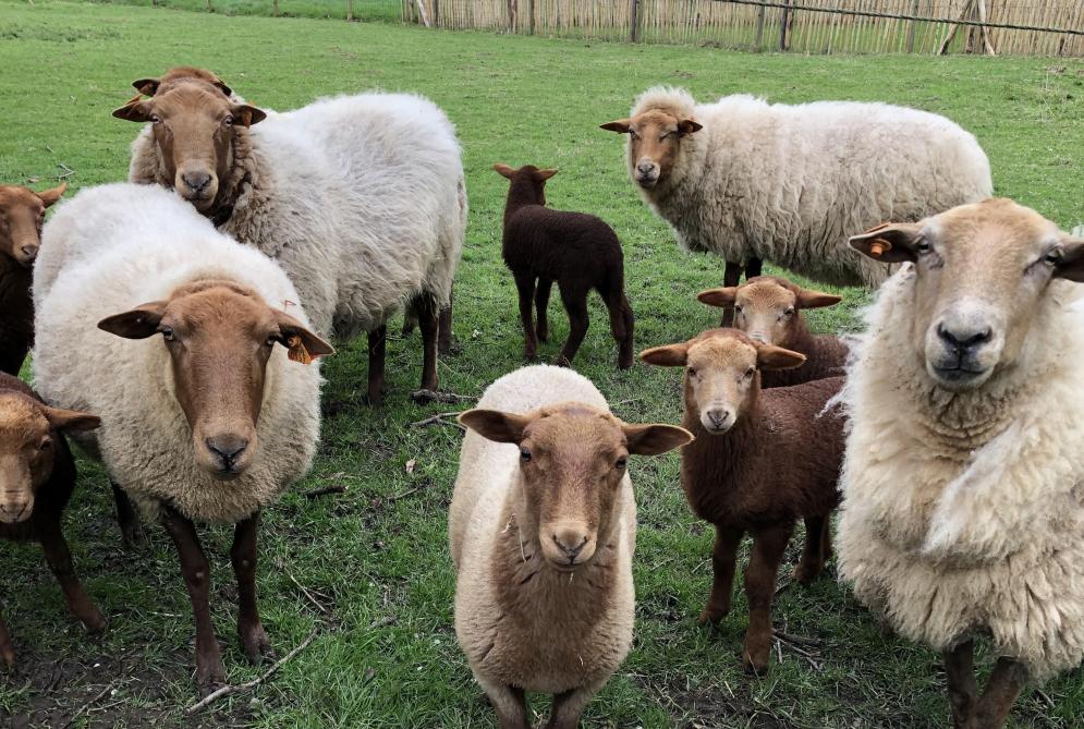 Schapen kunnen ook op de weide geïnfecteerd worden door de aanwezigheid van de kiem in de grond.