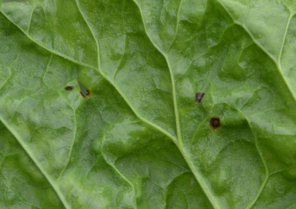 Er zijn ook syptomen van Pseudomonas syringae zichtbaar. Behandel echter enkel wanneer de drempel voor cercospora wordt bereikt.