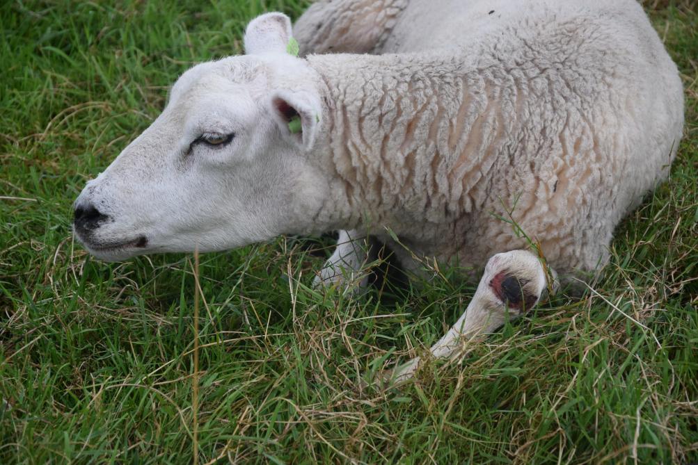 Schapen met blauwtong lopen zo kreupel, dat ze hun knieën openschuren.