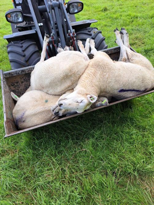 De voorbije weken moest John Vermetten meermaals 4 à 5 dode schapen uit zijn weide verwijderen.