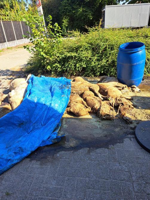Vijf zeer warme dagen lang lagen een twintigtal karkassen te ontbinden, voordat Rendac ze kon ophalen.