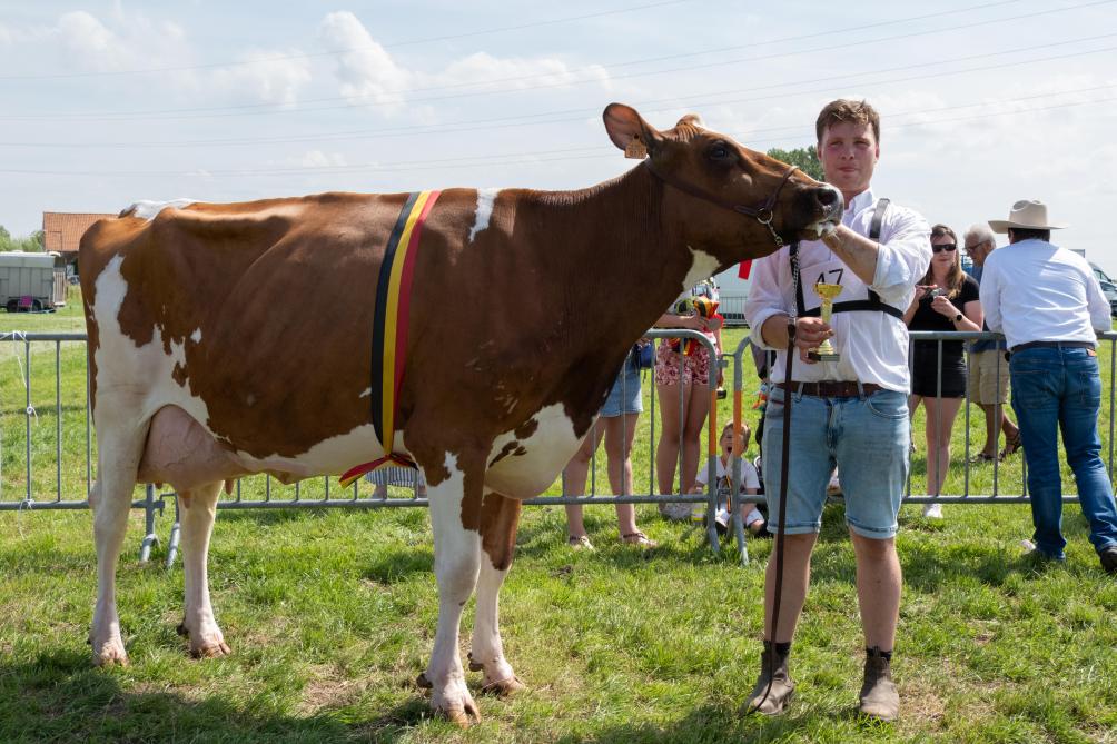 KNS Rouge van Frank en Emiel Verstraete werd kampioene bij RB volwassen koeien.
