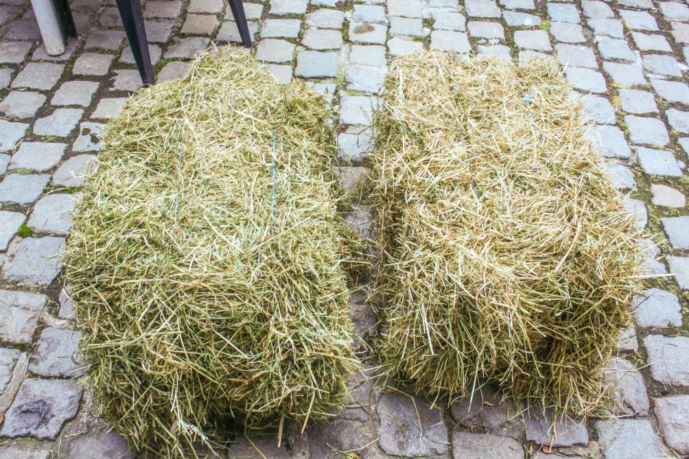Links een baal jong groen hooi van de tweede snede. Rechts hooi van de eerste snede 2024, gemaaid einde juni.