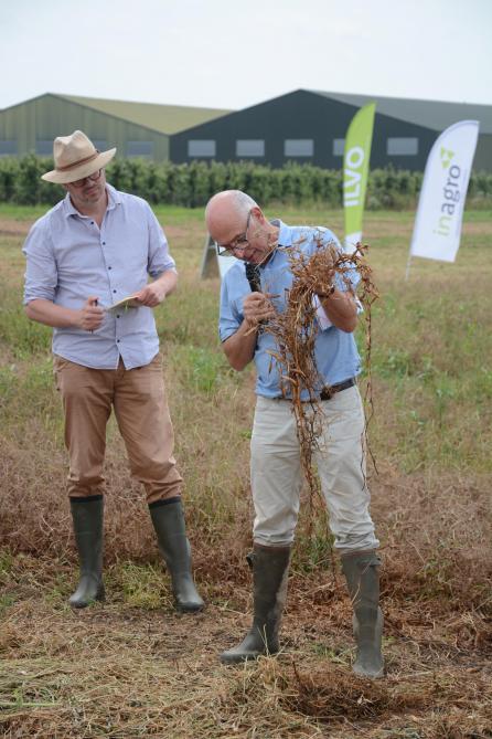 Joos Latré van HoGent toont het goed ontwikkeld wortelstelsel van een erwtenplant dat tot 1,50 m diep in de grond kan doordringen.