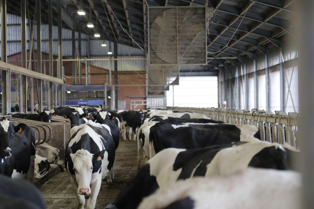 De luchtstroom van ventilatoren kan vliegen weghouden en samentroepen voorkomen.