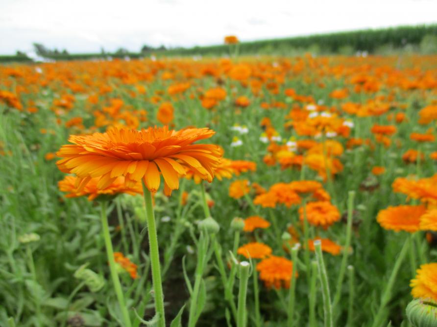 Goudsbloem wordt al eeuwenlang gewaardeerd om ontstekingen van huid, ogen en tandvlees te bestrijden.