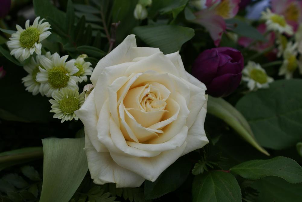 Etherische oliën worden uit geurende planten zoals rozen gedestilleerd om verwerkt te worden in parfums.