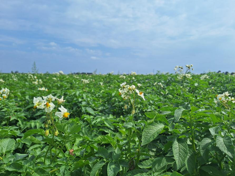 Op een aardappelproefveld in Langemark-Poelkapelle worden een aantal mengsels van circulaire meststoffen en ammoniumsulfaat gewonnen uit afvalwater getest.