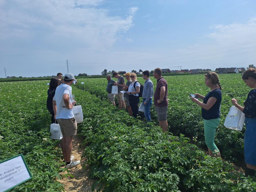 De voorlopige resultaten van het aardappelproefveld lijken te bevestigen dat circulaire meststoffen gewonnen uit dierlijke mest het even goed doen als kunstmest.