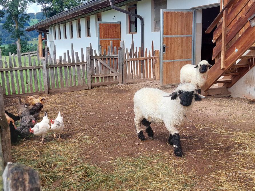 Op het Gasserhof zijn er ook andere neerhofdieren aanwezig: 15 kippen zorgen er voor heel wat eitjes, en er lopen ook 2 grappige Walliser Schwartznäse-schapen en 2 konijnen rond.
