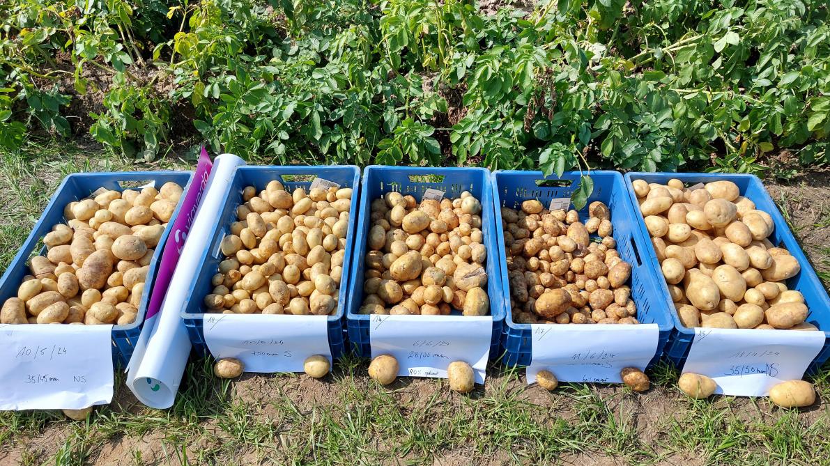Vijf bakken met aardappelen van 10 struiken van een staalname op 20 augustus. Plantdata, potermaat en veldopkomst wisselen sterk, net zoals de opbrengst. V.l.n.r. plantdata: 10 mei, 10 mei, 6 juni (80 % opkomst), 11 juni (60 % opkomst) en 18 april.